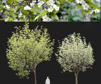 Modern Tree-ID:862633946