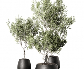 Modern Ground Green Plant Potted Plants-ID:559189311