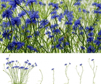 Modern Flowers And Grass-ID:679672001