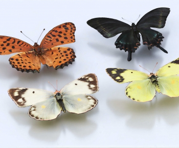 Modern Flying Animals-ID:618911038
