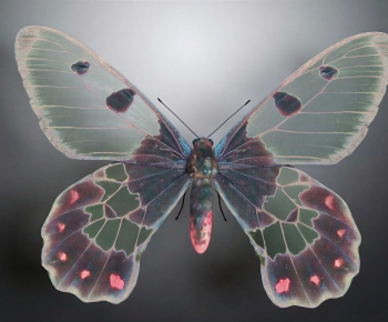 Modern Other Animals-ID:983222016