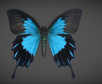Modern Flying Animals-ID:775198944