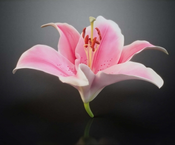 Modern Flowers-ID:453170067
