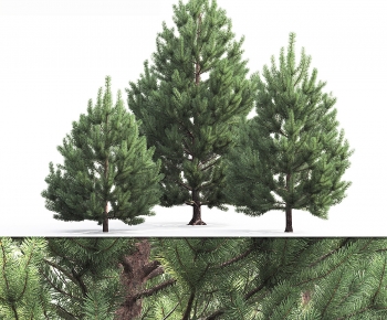 Modern Tree-ID:336283926