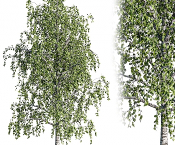 Modern Tree-ID:355309963
