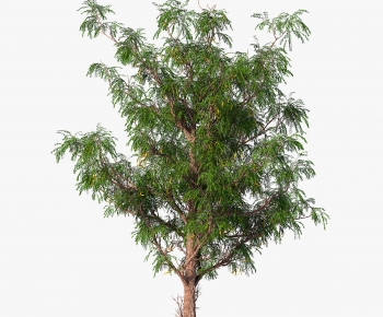 Modern Tree-ID:152781965