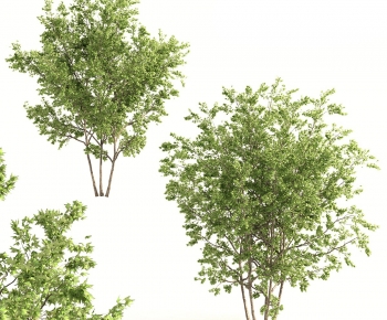 Modern Shrubbery-ID:465704928
