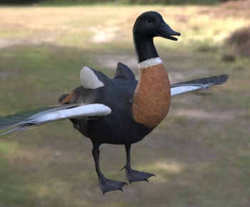Modern Poultry Animal-ID:813865901