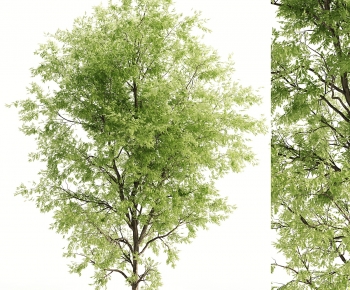 Modern Tree-ID:365896948