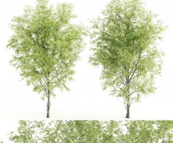 Modern Shrubbery-ID:531191115