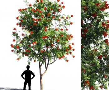 Modern Tree-ID:630887992