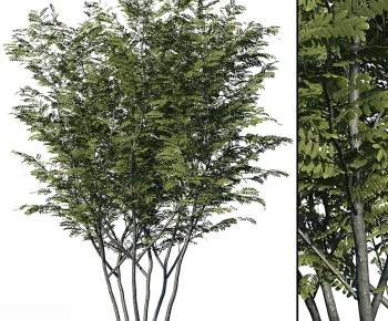 Modern Tree-ID:268022067