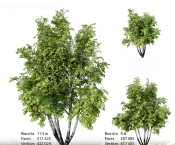 Modern Tree-ID:282538895