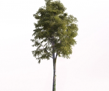 Modern Tree-ID:272757051