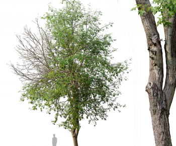 Modern Tree-ID:976727965