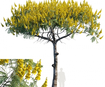 Modern Tree-ID:729696992