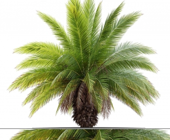 Modern Tree-ID:846619642