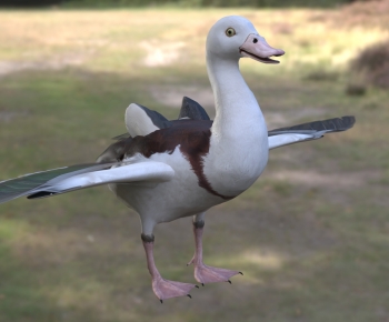 Modern Flying Animals-ID:206790928