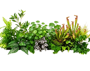 ModernPlant Leaves