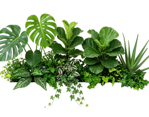 ModernPlant Leaves