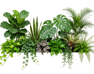ModernPlant Leaves