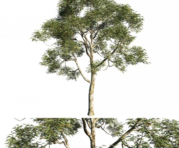 Modern Tree-ID:114688987