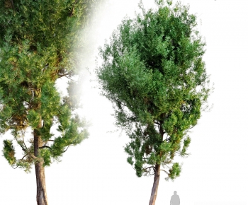 Modern Tree-ID:703602089