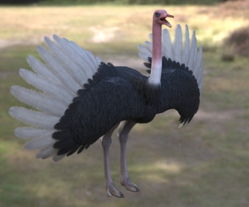 Modern Mammal-ID:455634125