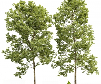 Modern Tree-ID:866420034