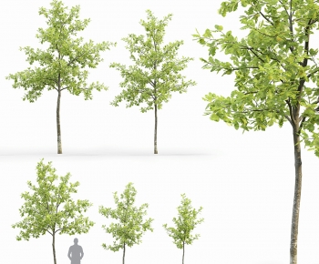 Modern Tree-ID:775561091