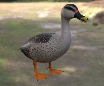 Modern Poultry Animal-ID:379053123