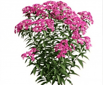 Modern Shrubbery-ID:351421123