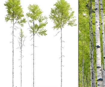 Modern Tree-ID:477534065