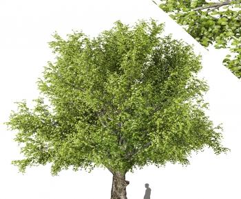 Modern Tree-ID:656469113