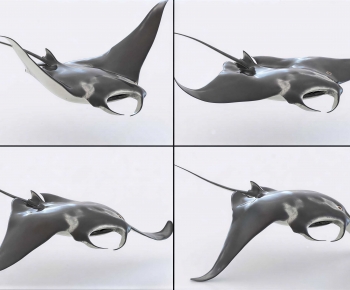 Modern Aquatic Animals-ID:284154895