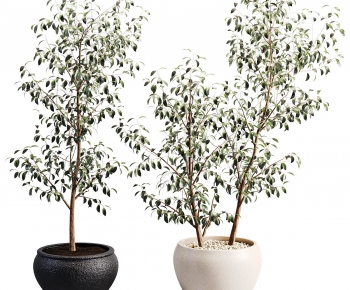 Modern Plant-ID:342470882