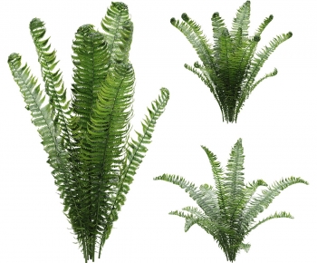 Modern Shrubbery-ID:899677048