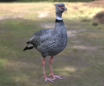 Modern Flying Animals-ID:983423959
