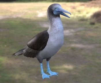 Modern Poultry Animal-ID:242500311