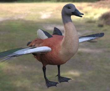 Modern Poultry Animal-ID:127310045