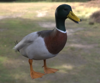 Modern Animal Duck-ID:181025039