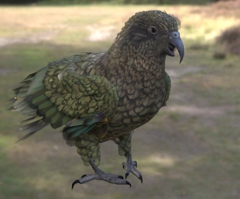 Modern Flying Animals-ID:521001105