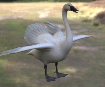 Modern Flying Animals-ID:185997966