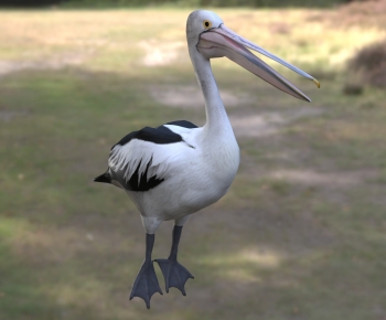 Modern Flying Animals-ID:751969845