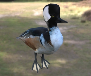 Modern Animal Duck-ID:827655083