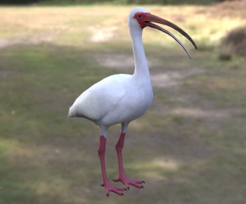 Modern Flying Animals-ID:466051144