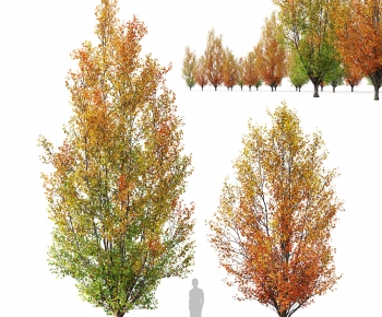 Modern Tree-ID:204364062