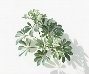 Modern Plant-ID:138176921