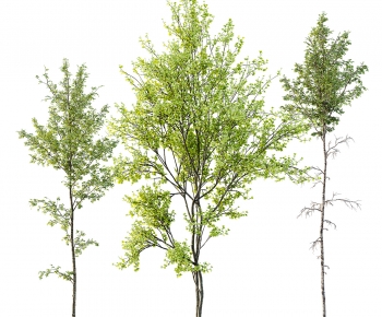 Modern Tree-ID:798580889