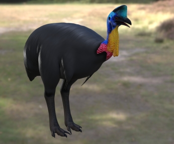 Modern Animal-ID:572232966